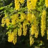Golden Chain Tree Live Plant - Yellow, 18-28 Inches Tall, Outdoor