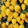 Golden Raspberry Plants Live - 2 Pack, Everbearing Yellow, Large Sweet Berries, Well-Rooted for Zones 4-8