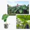 Green Jack Giant Colocasia, Elephant Ear Taro Plant, 5-8 inch Tall, Live Houseplant, Alocasia, 3-Pack