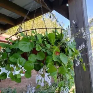 Green Swedish Ivy Plants Live Plectranthus House Plant Seedling 3-6 Inch Tall