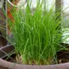 Hardy Garlic Chives Live Plants 4-7 Inches - Perennial Heirloom Leeks for Garden & Container