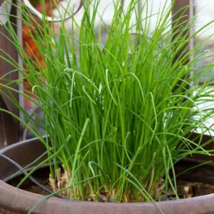 Hardy Garlic Chives Live Plants 4-7 Inches - Perennial Heirloom Leeks for Garden & Container