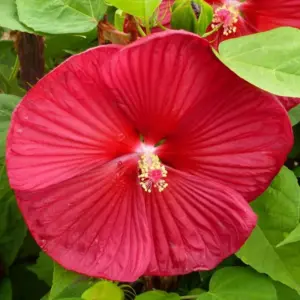 Hardy Hibiscus Plant Live, Red Tropical Flower, 8-10 Inch Tall, Well Rooted