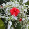 Hardy Hibiscus Plant Live Variegated Red Hibiscus Tree Perennial Flower 8-10 Inches Tall