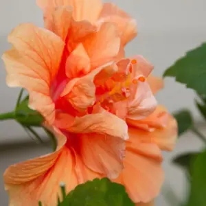 Hardy Hibiscus Plants Live Double Peach Tree, 8-11 Inches, Shrub for Garden