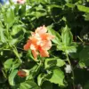 Hardy Hibiscus Plants Live Double Peach Tree, 8-11 Inches, Shrub for Garden