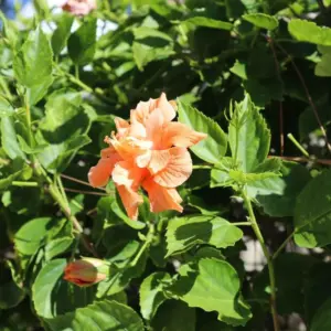 Hardy Hibiscus Plants Live Double Peach Tree, 8-11 Inches, Shrub for Garden