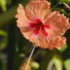 Hardy Peach Hibiscus Tree Live Plant 8-11 Inches Shrub for Garden