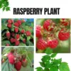 Hardy Raspberry Live Plants 4 Pack Purple Everbearing Bushes 5-10 in Tall Well-Rooted Sweet Flavor