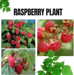 Hardy Raspberry Live Plants 4 Pack Purple Everbearing Bushes 5-10 in Tall Well-Rooted Sweet Flavor