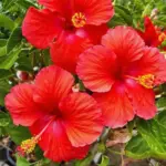 Hardy Red Hibiscus Tree Live Plant - 8 to 11 Inch Shrub for Garden