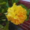 Hardy Yellow Hibiscus Live Plant Double Flower Tree 8-10 Inches Tall Perennial