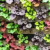 Heuchera Coral Bells Plants Live, Pack of 3 Seedlings, 4-7 inch Tall, Mixed Colors for Shade Gardens, Borders, Pots