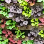Heuchera Coral Bells Plants Live, Pack of 3 Seedlings, 4-7 inch Tall, Mixed Colors for Shade Gardens, Borders, Pots
