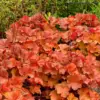 Heuchera Live Plants Coral Bells Perennials, 4-6” Tall, Red Orange Yellow Foliage for Shade Garden & Containers