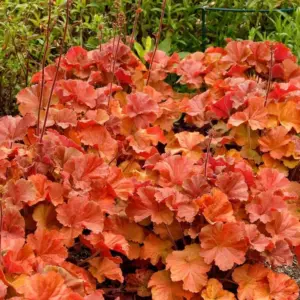 Heuchera Live Plants Coral Bells Perennials, 4-6” Tall, Red Orange Yellow Foliage for Shade Garden & Containers