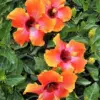 Hibiscus Plants Live, Sunset Hibiscus Perennial Flower Tree, 7-13 Inch Tall, Easy to Plant
