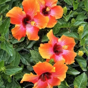 Hibiscus Plants Live, Sunset Hibiscus Perennial Flower Tree, 7-13 Inch Tall, Easy to Plant