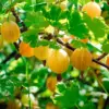 Hinnomaki Red Gooseberry Bush Live Plant 5-10" Tall Fruit Tree for Growing