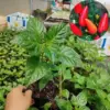 Hot Chili Pepper Live Plant for Growing 80 Day Old Chile Pequin Vegetable