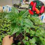 Hot Chili Pepper Live Plant for Growing 80 Day Old Chile Pequin Vegetable