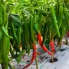 Hot Pepper Live Plants Red Chili Set of 4, 90-Day Old, for Spring Planting