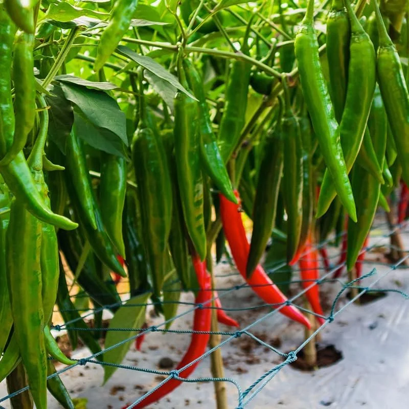 Hot Pepper Live Plants Red Chili Set of 4, 90-Day Old, for Spring Planting
