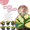 Hoya Live Plant Combo Tricolor Carnosa & Kerri Heart Variegated Hoya Flower 4-8 Inches