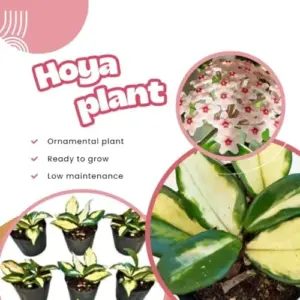 Hoya Live Plant Combo Tricolor Carnosa & Kerri Heart Variegated Hoya Flower 4-8 Inches