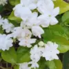Jasmine Plants Live - 2 Blooming Maid of Orleans, 4-7 Inch Tall, Fragrant Indoor Outdoor Garden Plants