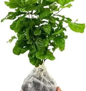 Jasmine Plants Live - 2 Blooming Maid of Orleans, 4-7 Inch Tall, Fragrant Indoor Outdoor Garden Plants