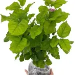 Jasmine Plants Live 3-Pack Indoor Outdoor Maid of Orleans Blooming Fragrant 4-6 Inch Tall
