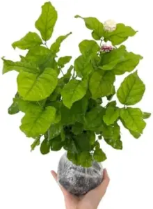 Jasmine Plants Live 3-Pack Indoor Outdoor Maid of Orleans Blooming Fragrant 4-6 Inch Tall