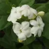 Jasmine Plants Live Blooming Indoor Outdoor Maid of Orleans 4-6 Inch Tall Fragrant Flower