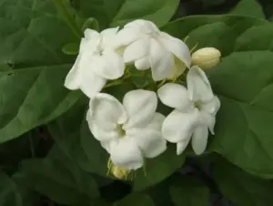 Jasmine Plants Live Blooming Indoor Outdoor Maid of Orleans 4-6 Inch Tall Fragrant Flower