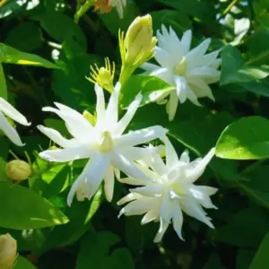 Jasmine Sambac Live Plants 3 Pack White Fragrant Flower 4-7 Inch Tall Indoor Outdoor