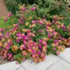 Lantana Live Plant 6-9 Inch Tall Fragrant Butterfly Perennial Flowers Outdoor