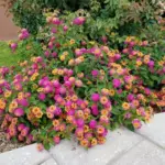 Lantana Live Plant 6-9 Inch Tall Fragrant Butterfly Perennial Flowers Outdoor