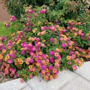 Lantana Live Plant 6-9 Inch Tall Fragrant Butterfly Perennial Flowers Outdoor