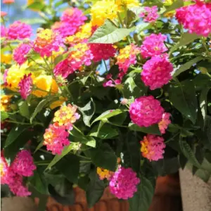 Lantana Live Plants 10 Multicolor Bush Perennial Flowering Outdoor Planting
