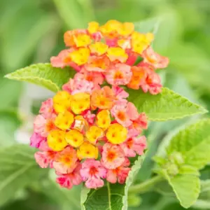 Lantana Live Plants Multicolor 2-Pack 4-Inch Pot Well Rooted Perennial Flowers for Outdoor Planting