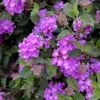 Lantana Live Plants Purple Blooms Perennial Shrub Starter 4-8 Inches Well Rooted 2 Pack