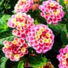 Lantana Plants Live Pink Butterfly Perennial Flowers 4-9 inch Tall Outdoor Fragrant Ready to Grow