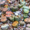 Large Lithops Live Plants Mix Colorful Succulent Stones 20 Pack