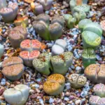 Large Lithops Live Plants Mix Colorful Succulent Stones 20 Pack
