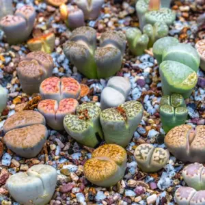Large Lithops Live Plants Mix Colorful Succulent Stones 20 Pack
