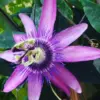 Lavender Passion Flower Vine Plants Live 5-7 Inch Tall Well-Rooted Climbing Vine for Trellises Fences