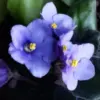 Light Blue African Violet Plant Live Houseplant, Perennial Flowering Plant, 4 Inch Pot, Blue Flowers