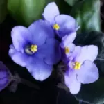 Light Blue African Violet Plant Live Houseplant, Perennial Flowering Plant, 4 Inch Pot, Blue Flowers