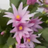 Light Pink Easter Cactus Plant Live Indoor, 4-6 Inch Tall Spring Flower